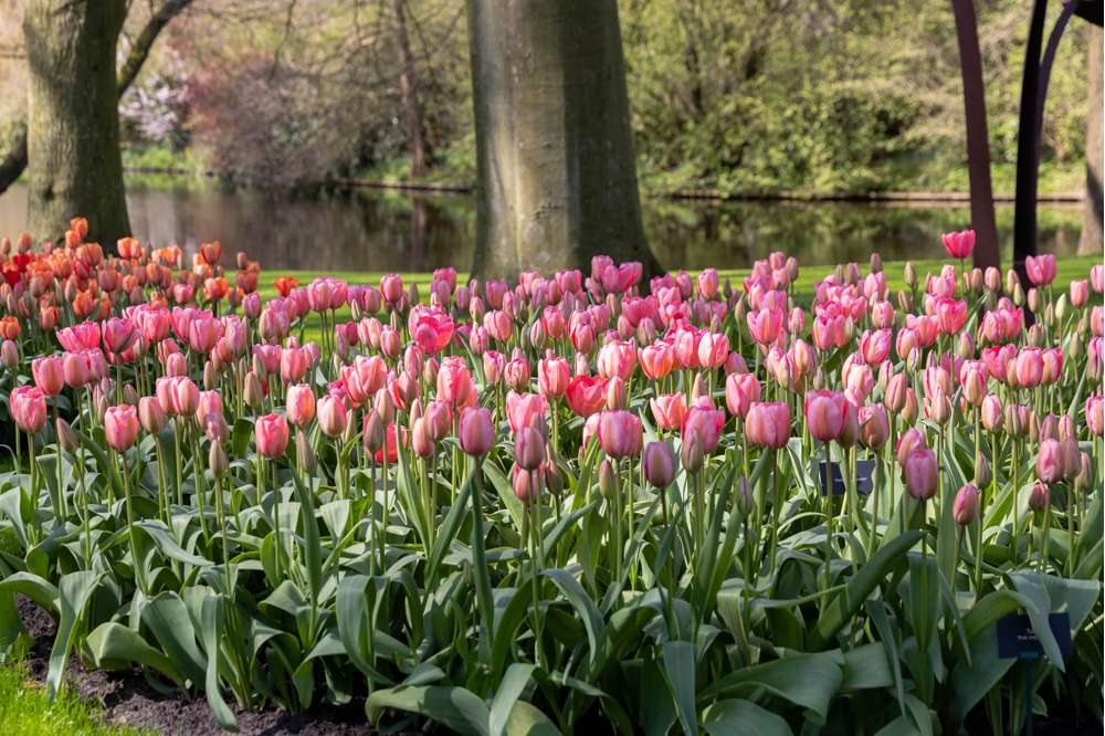 Tulipan 'Design Impression'